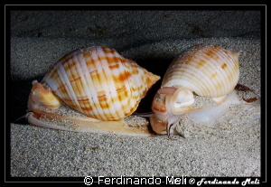 Gasteropod's couple by Ferdinando Meli 